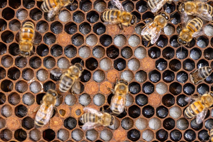 Close up of honeycomb