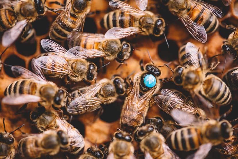 Beekeeper portrait